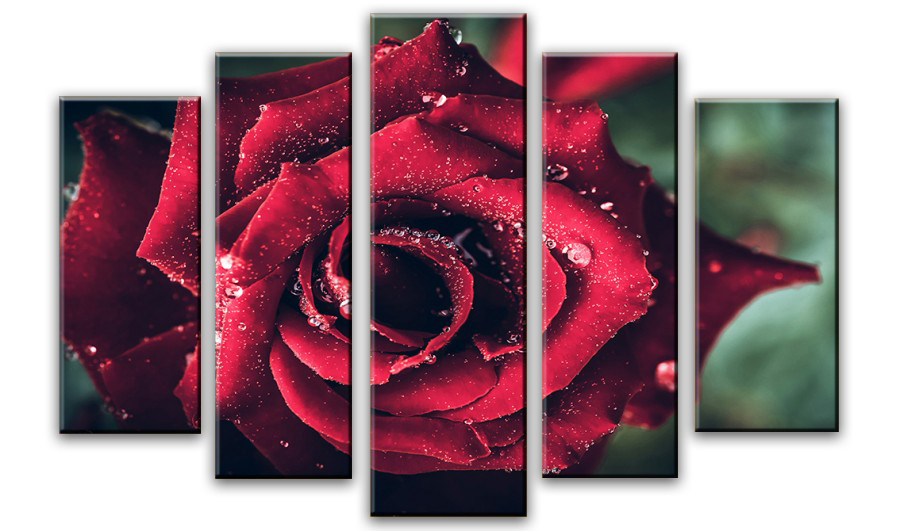 Модульная картина - Роза с каплями воды